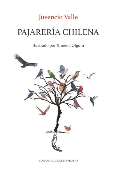 PAJARERÍA CHILENA ILUSTRAD